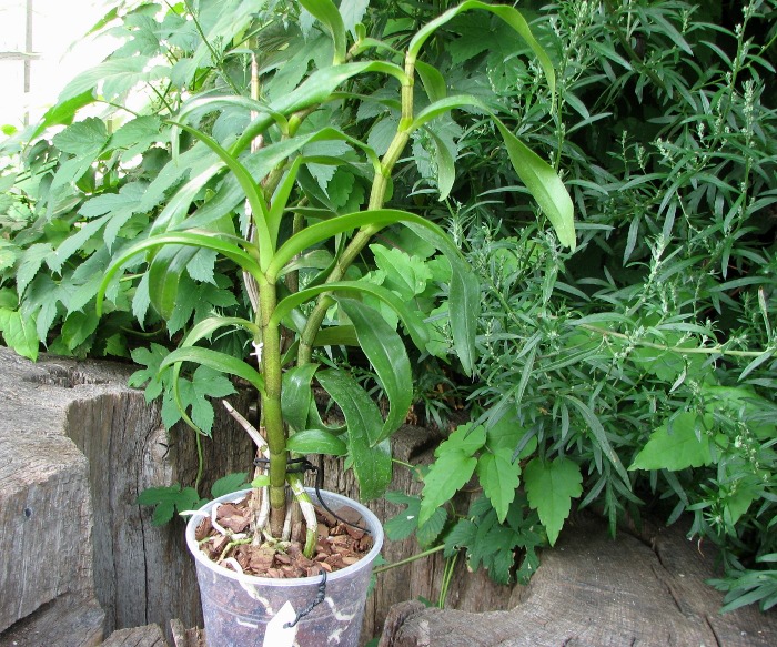 Dendrobium Dawn Marie.JPG