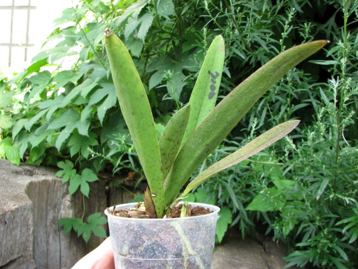 Psychocentrum Rio's Mariposita 'ORCHIS'.JPG
