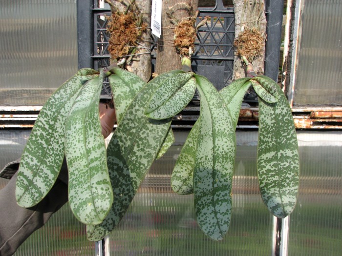 Phalaenopsis stuartiana.JPG