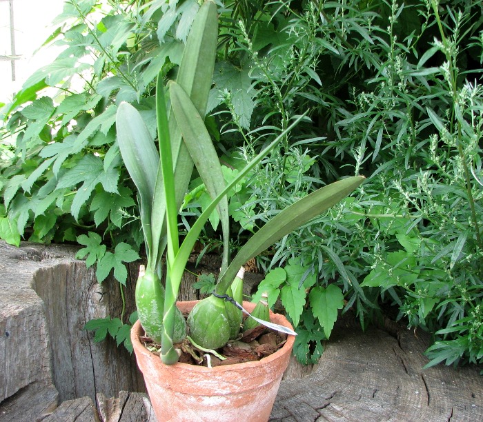 Encyclia hanburyi.JPG