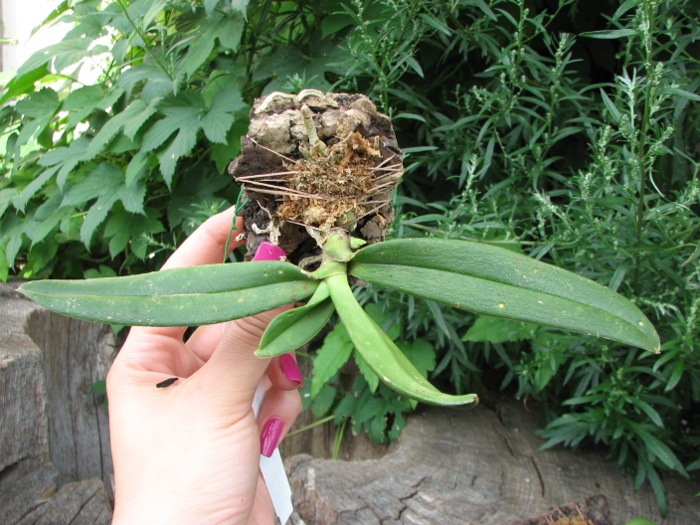 Amesiella monticola.JPG