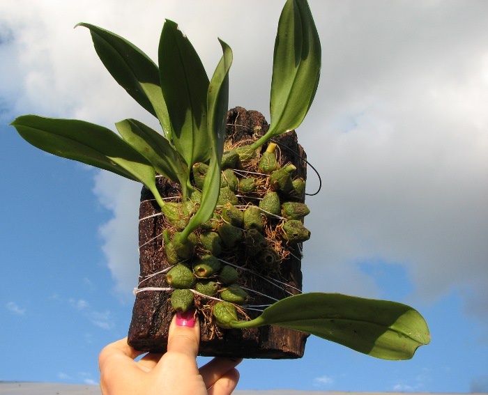 Bulbophyllum elassoglossum.JPG