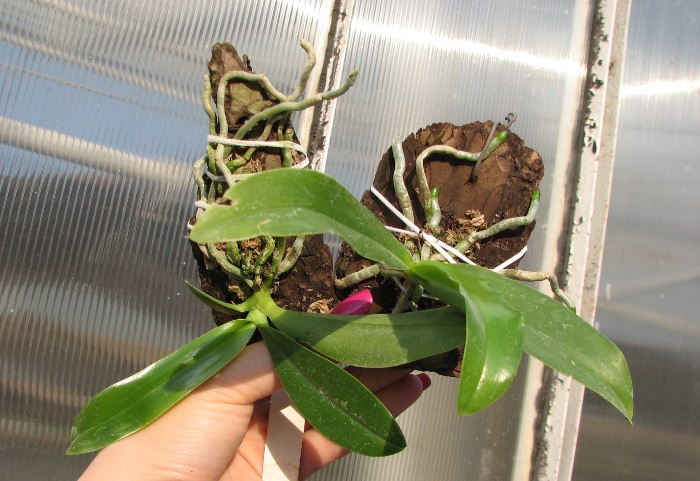 Phalaenopsis hieroglyphica.JPG