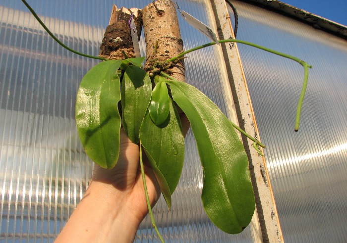 Phalaenopsis pulchra.JPG
