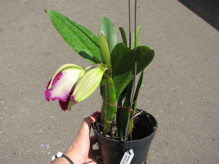 Laeliocattleya Chan Hsiu Jewel 'San Mei' (Cattleya Moscombe x Laeliocattleya Wayndora).JPG