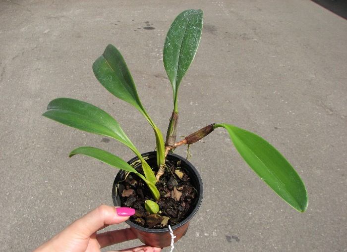 Bulbophyllum Hsinying Grand-arfa.JPG