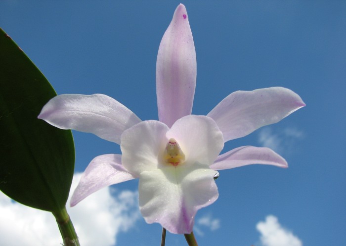 Brassavola glauca x Cattleya intermedia.JPG