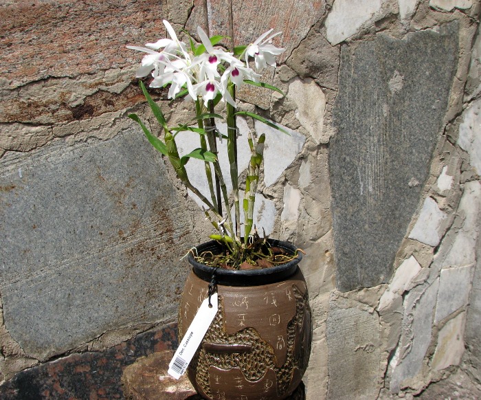 Dendrobium Cassiope.JPG