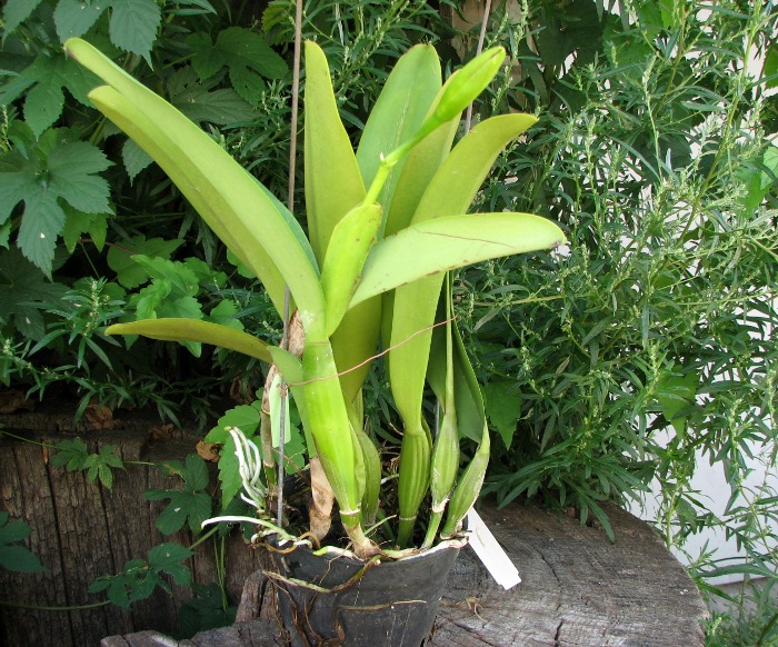 Laeliocattleya White Spark 'Panda' (Shellie Compton x Moscombe).JPG
