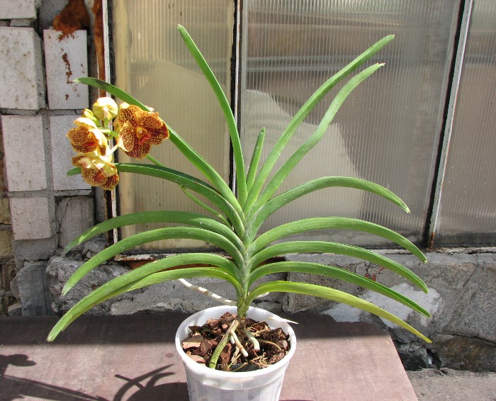 Ascocenda Oriental Lunar Beach x Vanda Chaiya.JPG