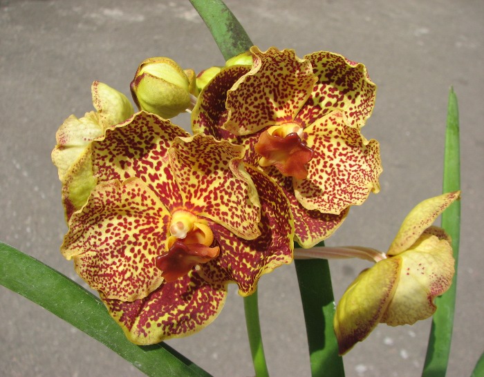 Ascocenda Oriental Lunar Beach x Vanda Chaiya.JPG