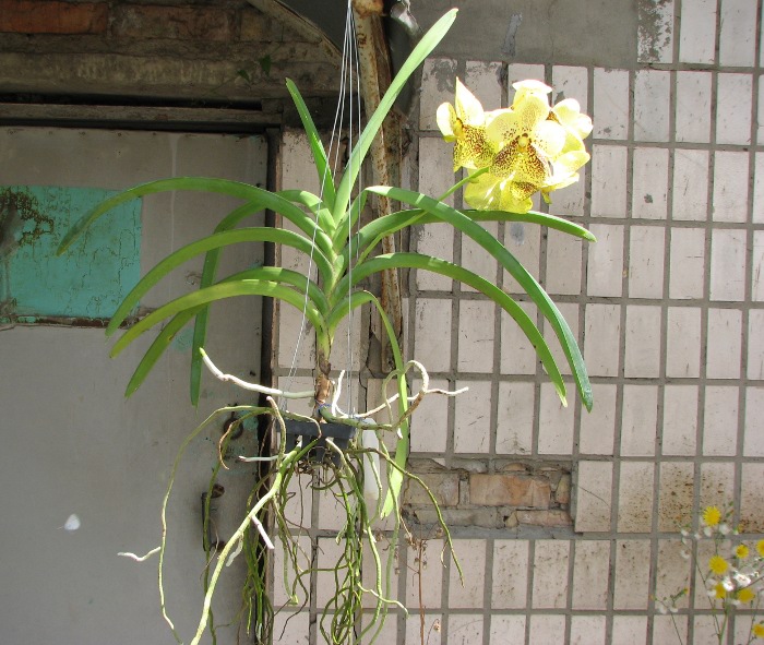 Vanda Thananchai x Ascocenda Kultana Brown.JPG
