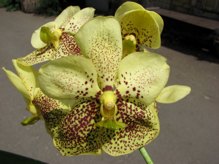 Vanda Thananchai x Ascocenda Kultana Brown.JPG