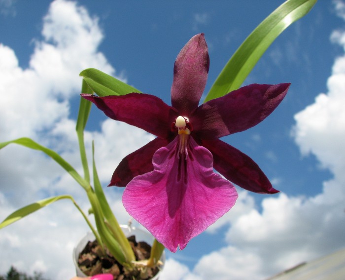 Miltonia spectabilis.JPG