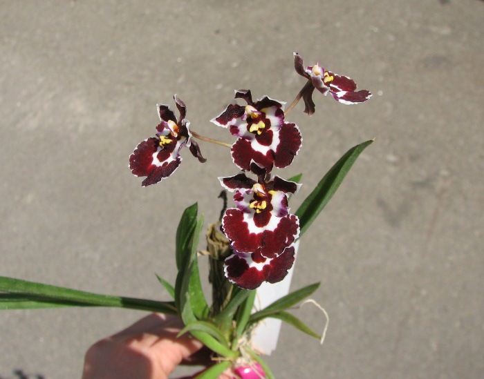 Oncidium (Tolumnia) hybrids.JPG