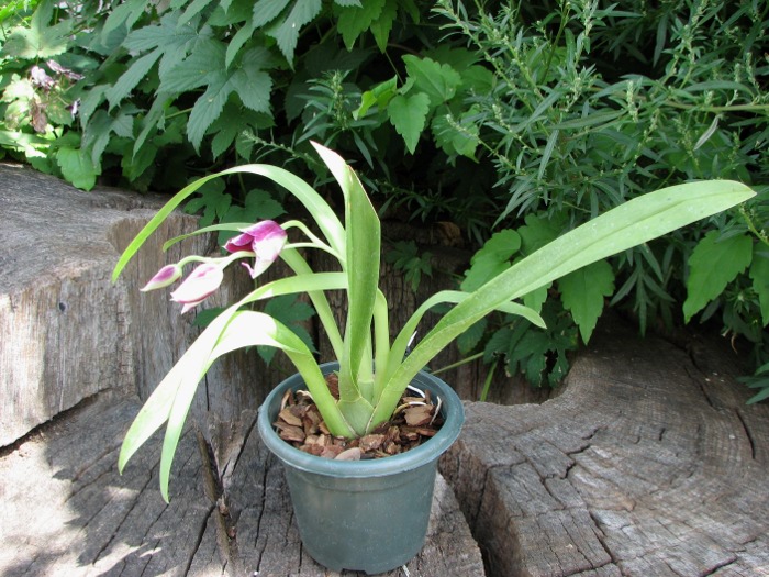 Miltonia Rubenesque 'Karismic Kay'.JPG