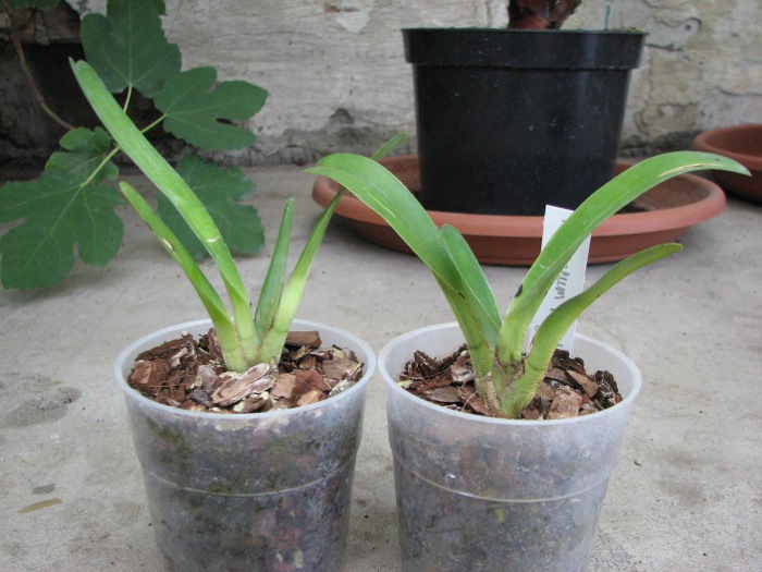 Angraecum magdalenae.JPG