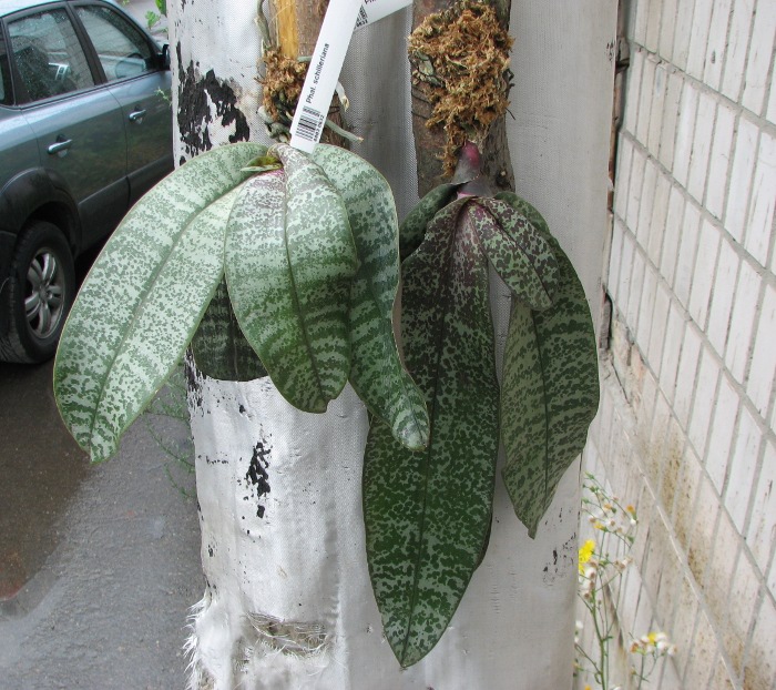 Phalaenopsis schilleriana.JPG