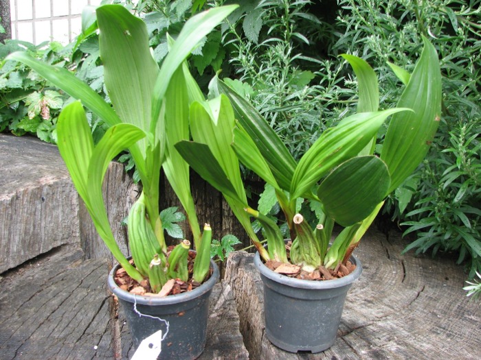 Coelogyne marmorata.JPG