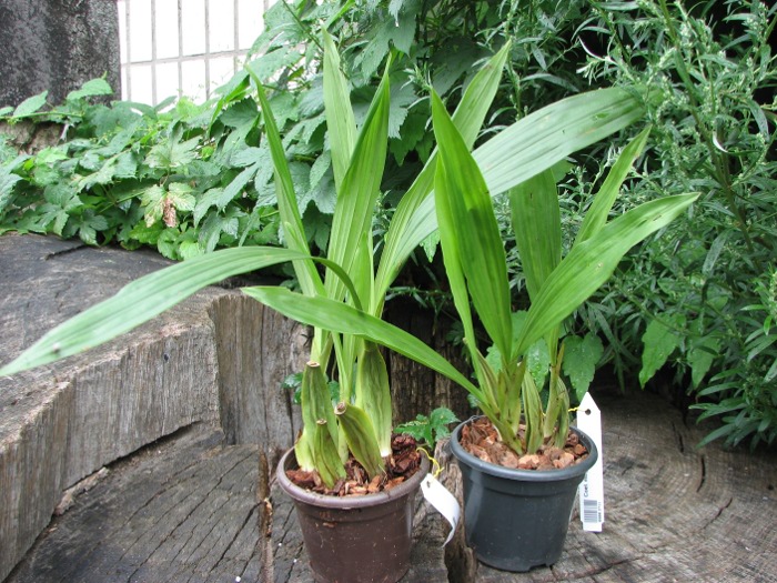 Coelogyne merrillii.JPG