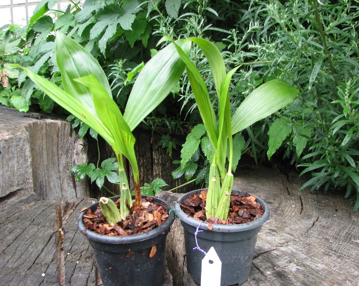 Coelogyne sparsa.JPG