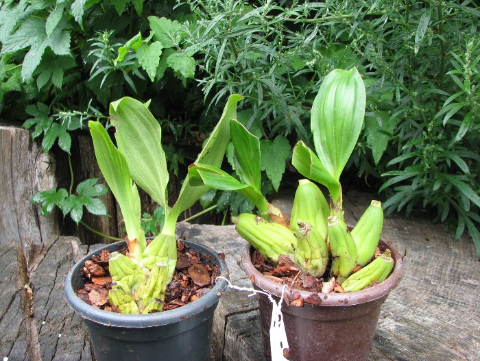 Coelogyne chloroptera.JPG