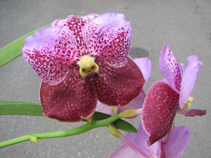 Vanda Boonchoosand x Vanda Bitz's Heartthrob.JPG