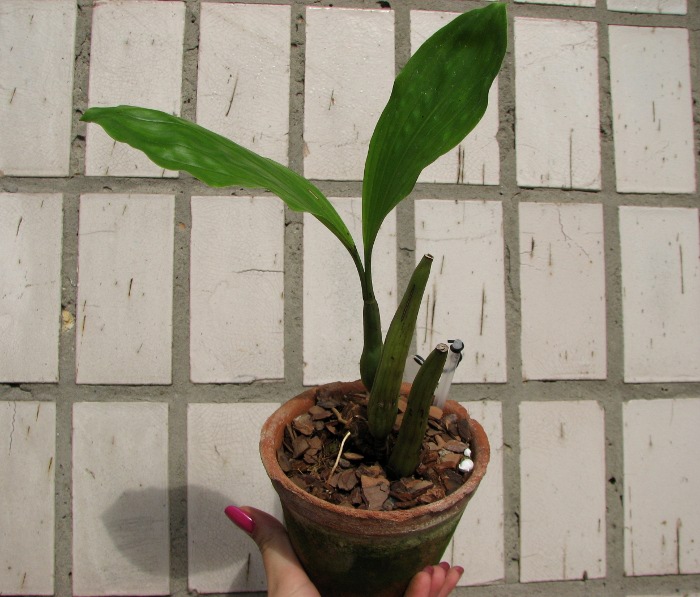 Coelogyne rochussenii.JPG