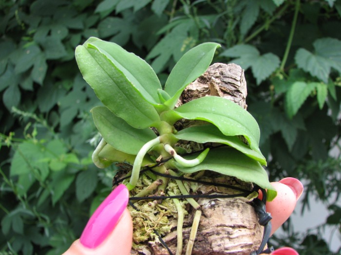 Gastrochilus japonicus.JPG