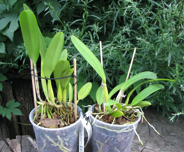 Cattleya mossiae alba 'Irene' x Cattleya mossiae alba 'Orosco'.JPG