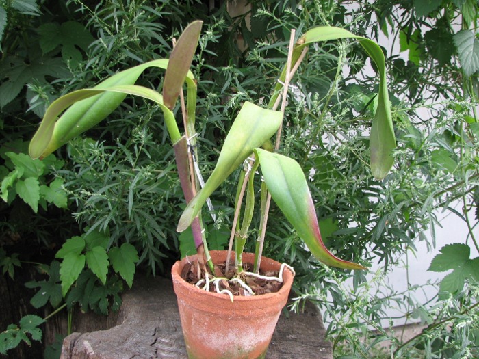 Brassolaeliocattleya Ben Kodama (Laeliocattleya Stonehurst x Brassavola digbyana).JPG