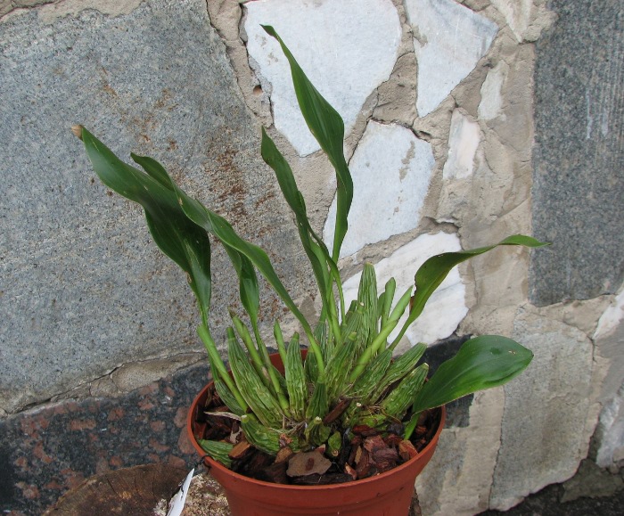 Dendrochilum cobbianum.JPG
