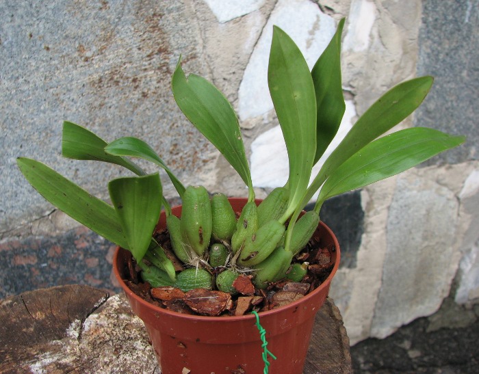 Dendrochilum curanii.JPG