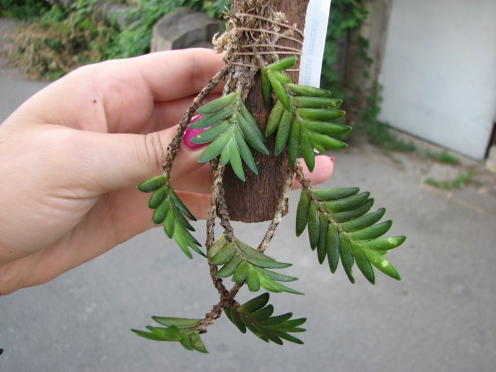 Microsaccus wenzelii.JPG