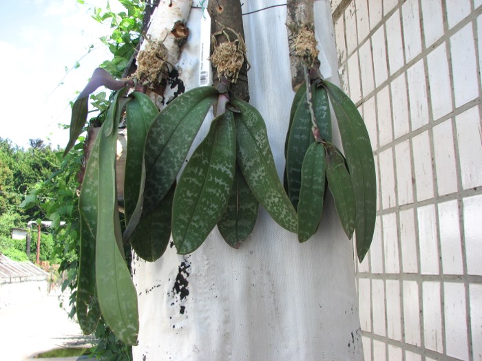 Phalaenopsis schilleriana.JPG