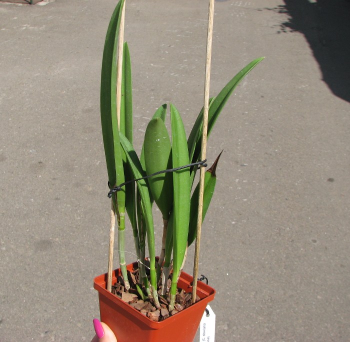 Brassocattleya Saint Andre (Cattleya dowiana aurea x Brassavola nodosa).JPG