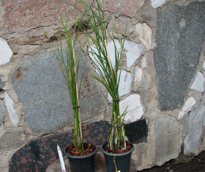 Dendrobium polytrichum.JPG