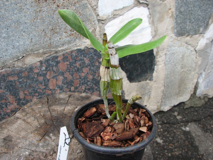Dendrobium secundum.JPG