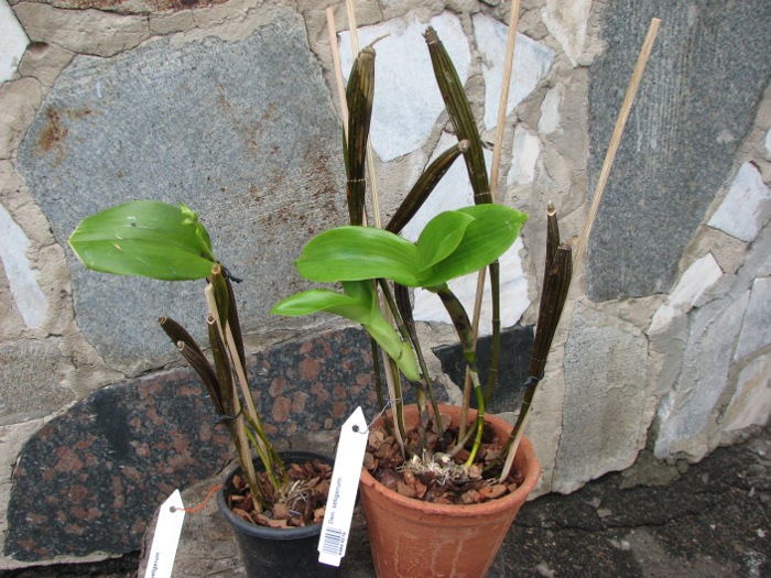 Dendrobium setigerum.JPG