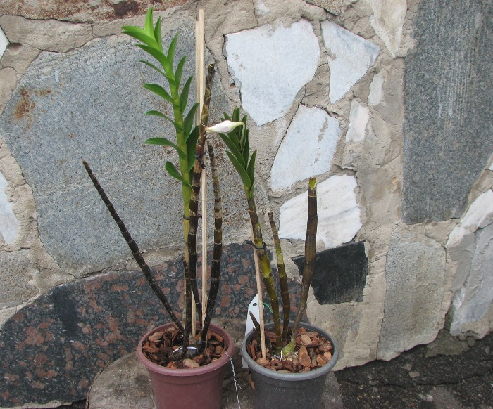 Dendrobium sanderae.JPG