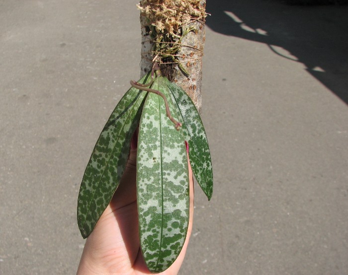 Phalaenopsis lindenii.JPG