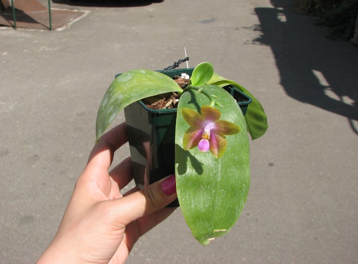 Phalaenopsis Penang Girl.JPG