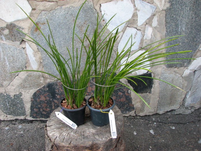 Dendrochilum javieri.JPG