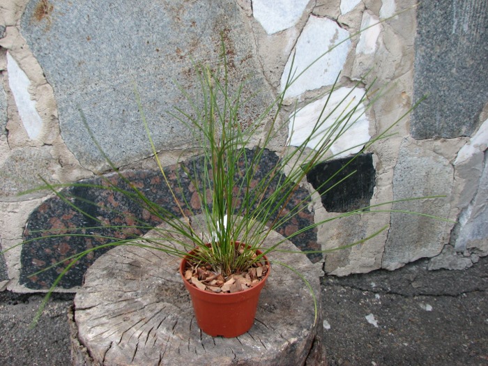 Dendrochilum williamsii.JPG