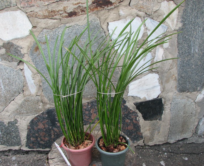 Dendrochilum wenzelii.JPG