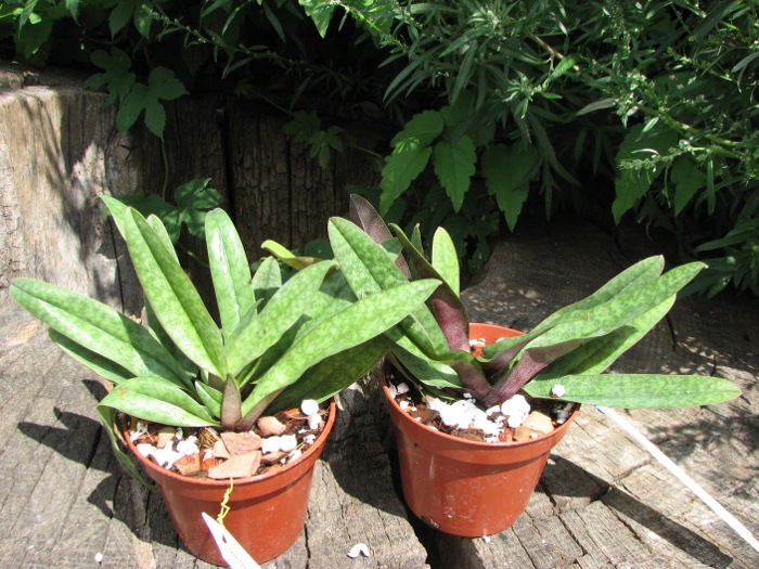 Paphiopedilum bellatulum x spicerianum.JPG
