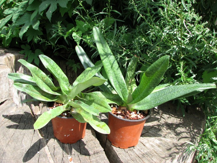 Paphiopedilum rothschildianum 'JS' x bellatulum.JPG