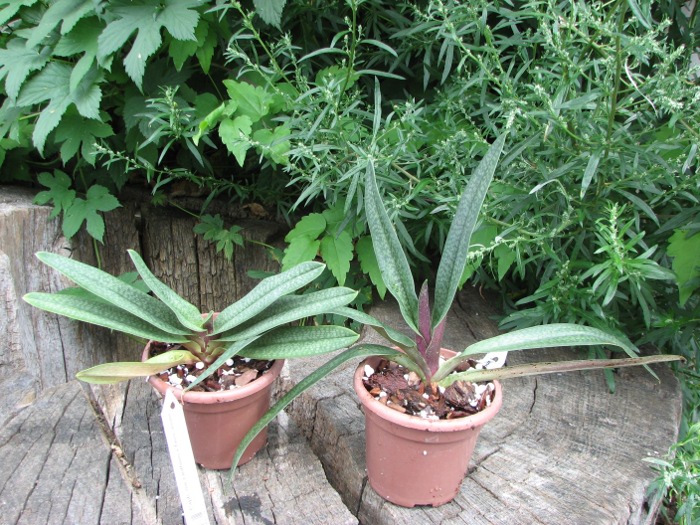 Paphiopedilum micranthum x fairieanum.JPG