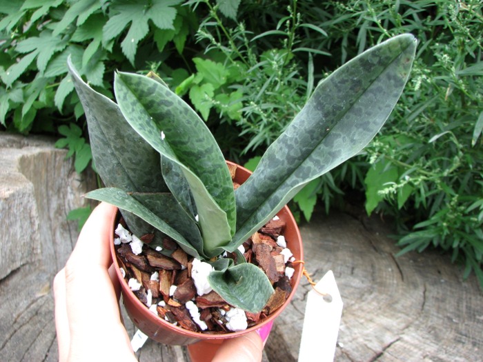 Paphiopedilum venustum alba.JPG