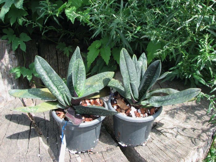 Paphiopedilum Ho Chi Minh (delenatii x vietnamense).JPG